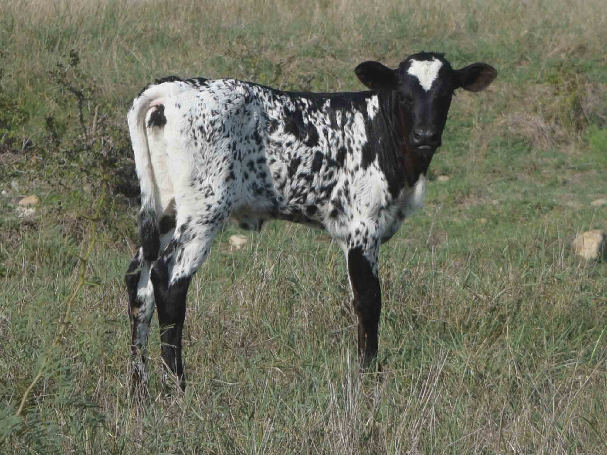 Rocking O Longhorns Texas Longhorn heifer calves for sale